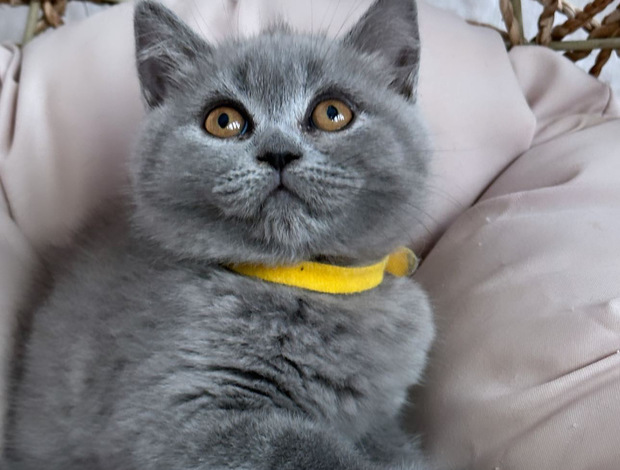 Scottish Fold Best kittens ever