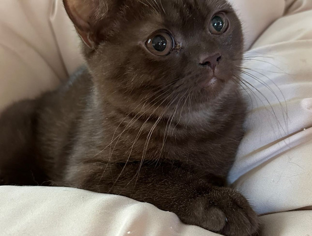 British Shorthair British shorthair kittens