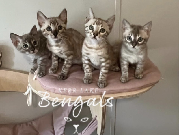 Bengal Bengal kittens