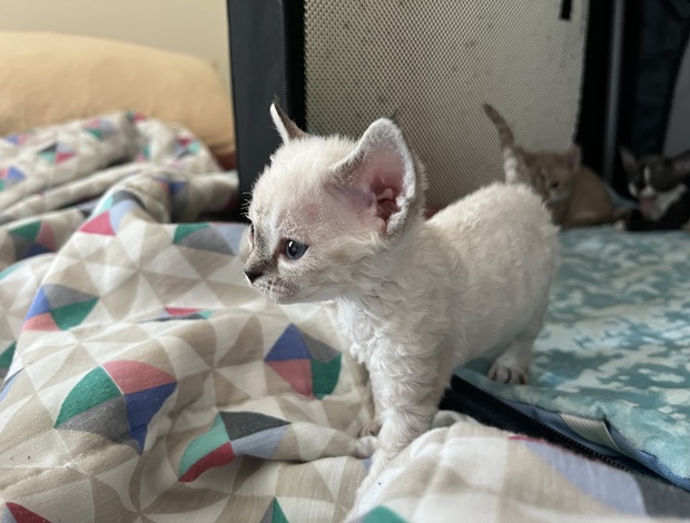 Devon Rex Purebred Devon Rex Kitten