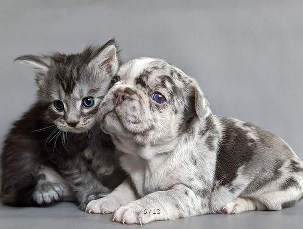 Maine Coon DreamCoon Maine Coon cattery