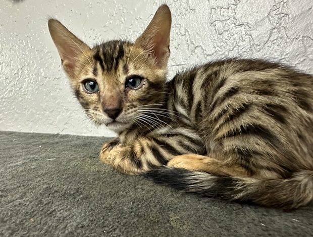 Bengal Brown Bengal kitten