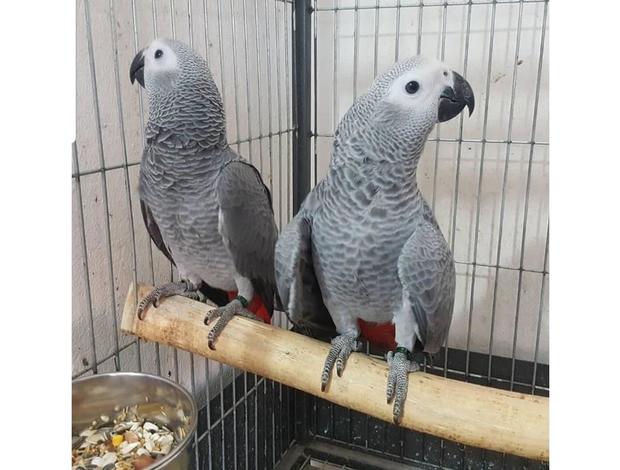 African Grey Parrot Bonded African Grey Parrots with Cage