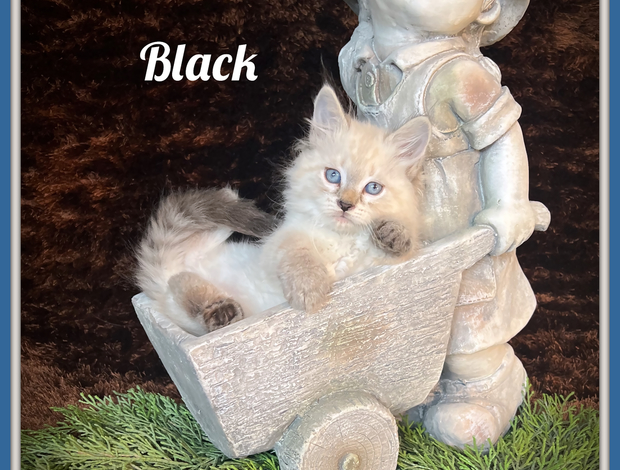 Siberian Siberian kitten for people with cat allergies