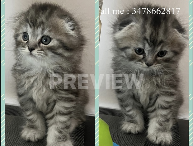 Scottish Fold Scottish Fold kittens-шотландские котята