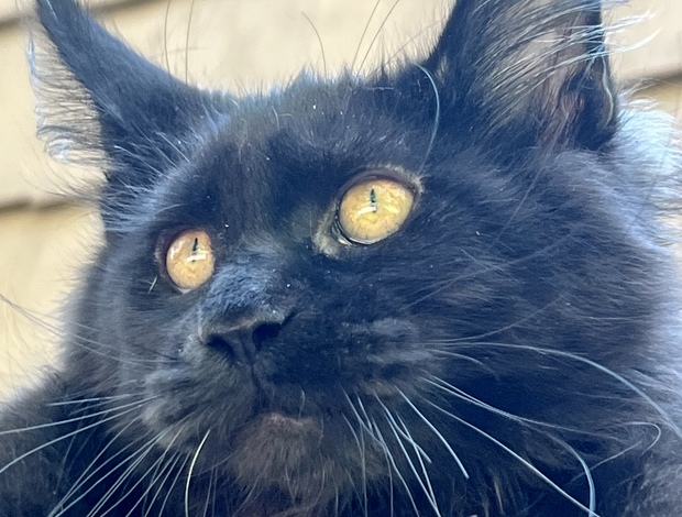 Maine Coon Black female Maine Coon