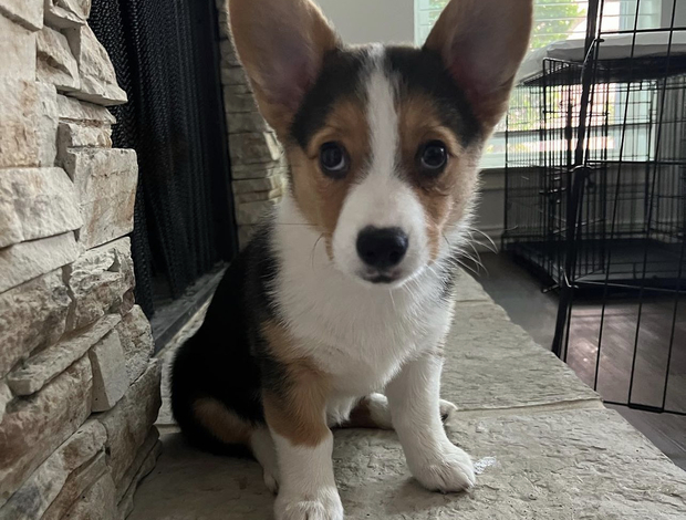 Welsh Corgi, Pembroke MALE AND FEMALE CORGI PUPPIES