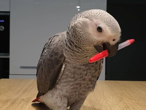 African Grey Parrot African Grey Parrot