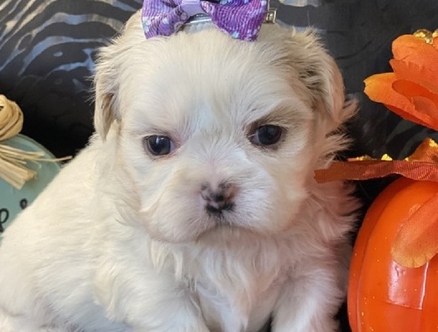 Shih Tzu Shih Tzu Babies Are Here!
