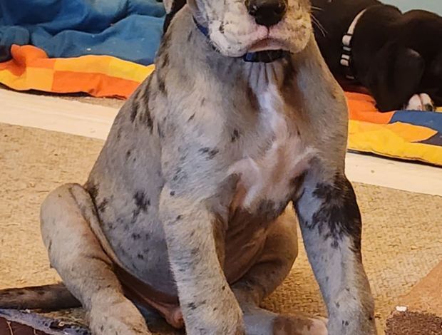 Great Dane Great Dane Puppies