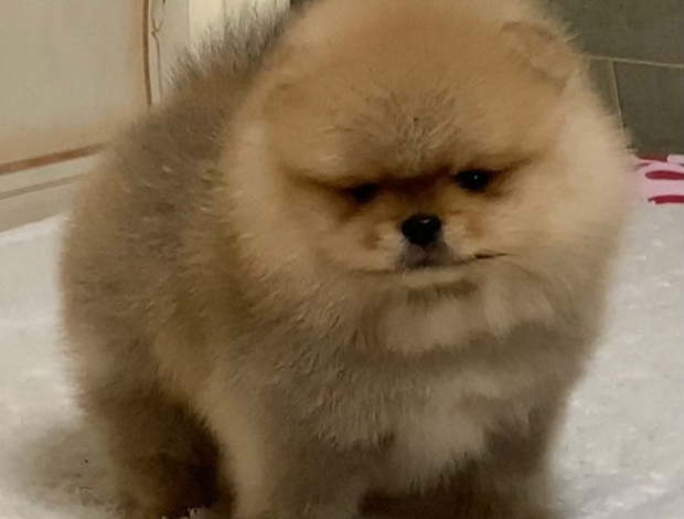 Pomeranian Amazing  Pomeranian Puppies For Sale  (Whatsapp : +31685390783 )
