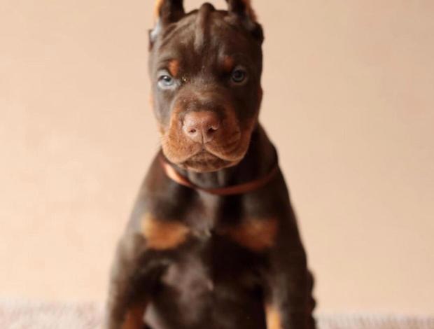 Doberman Pinscher Adorable Doberman Puppies Ready To Go