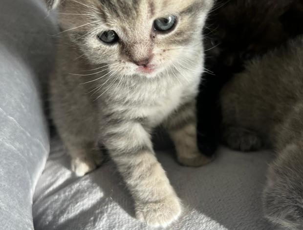 Scottish Fold Scottish straight and Scottish fold: