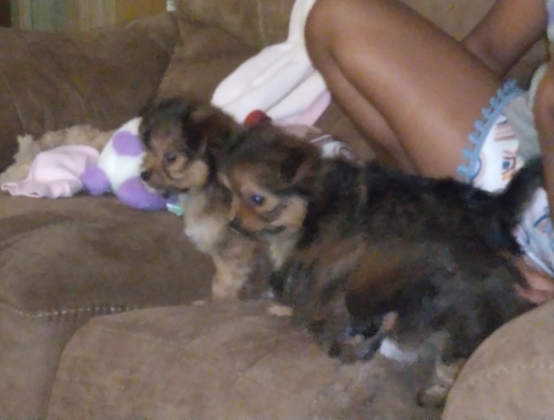 Chihuahua Gentle lovable support puppies