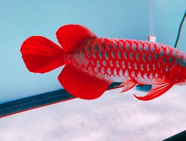 Tropical Fish Golden Arowana Fish For Sale And Many Others Now 845 202 9739