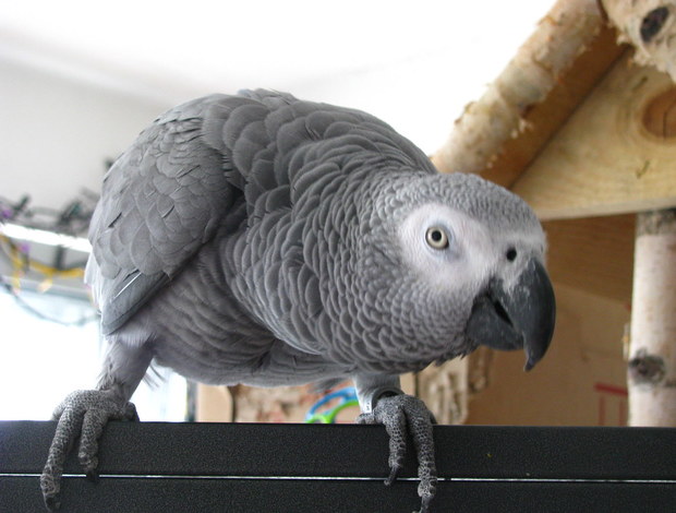 African Grey Parrot Beautiful African Grey Parrots & Cage