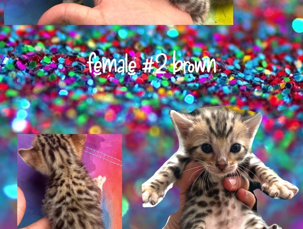 Bengal sundownbengals