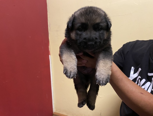 German Shepherd Dog Cute German sheperd