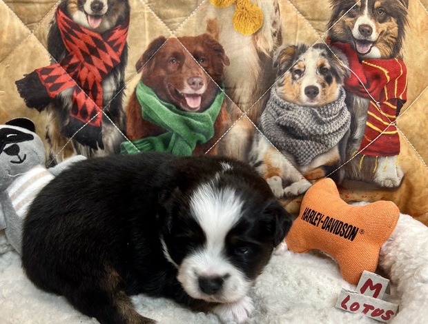 Miniature Australian Shepherd Mini aussies
