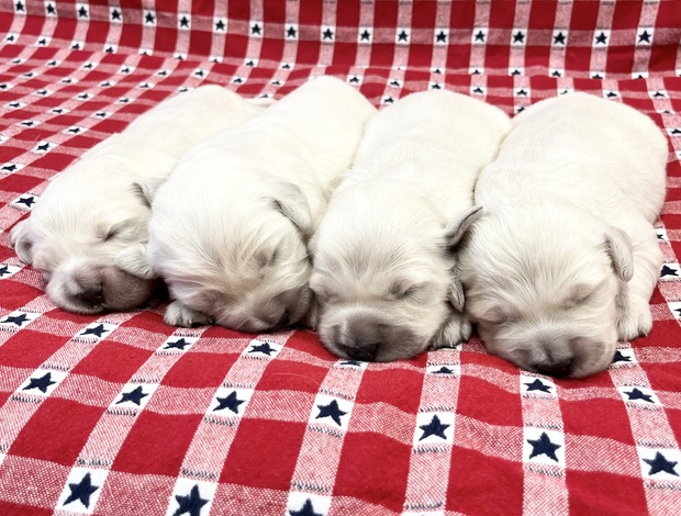 Golden Retriever Golden Retriever Puppies