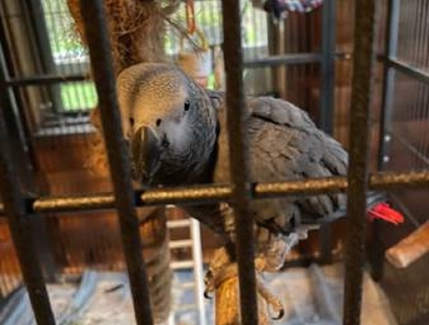 African Grey Parrot X-MASS African grey parrots for adoption now