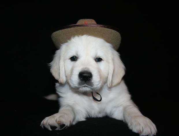 Golden Retriever English Golden Retriever Puppies