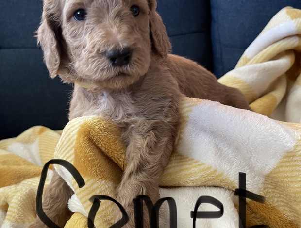Golden Retriever Golden Doodle Puppies