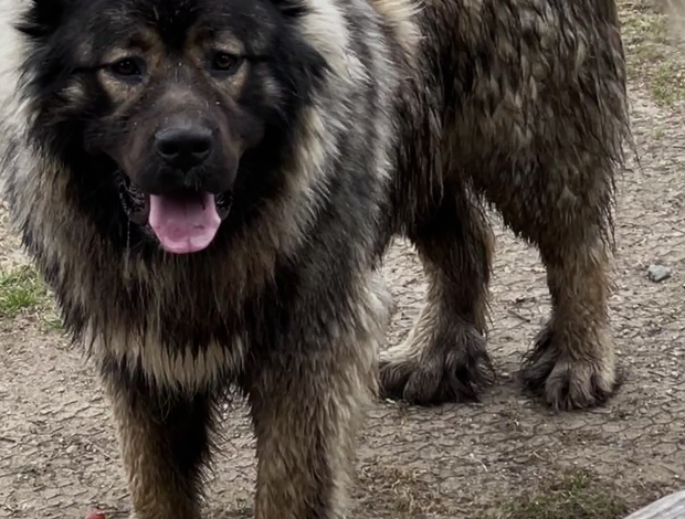 Caucasian Shepherd Dog Caucasian Shepherd puppies
