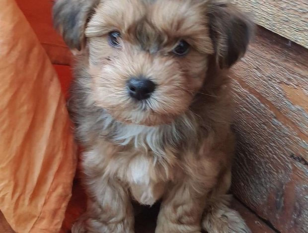 Havanese Cute Havanese Puppies