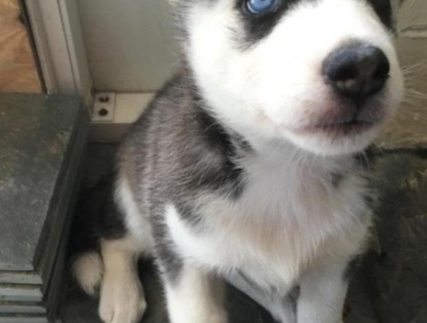 Siberian Husky Siberian Husky puppies Available