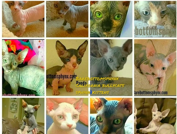 Sphynx Sphynx Bullycats Elf's dwelfs and Limbo and Lykoi kitten's for sale