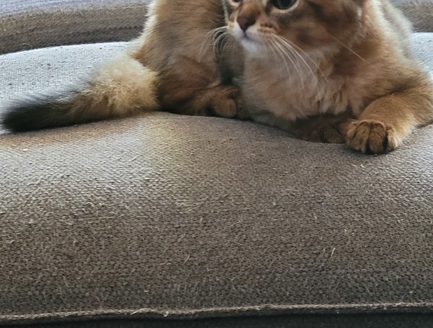 Somali Somali kittens