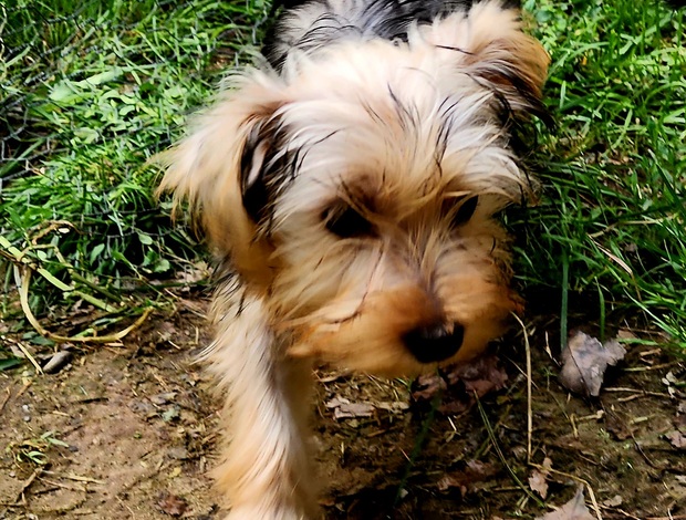 Yorkshire Terrier Yorkshire Terrier Puppies