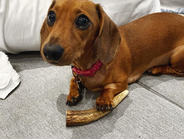 Dachshund Super Affectionate Dachshund Puppy