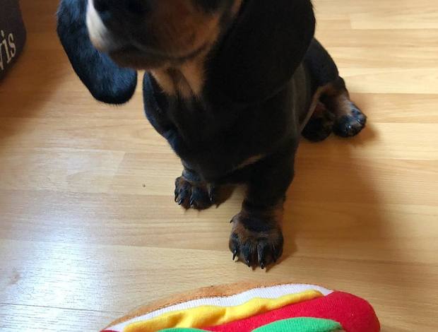 Dachshund Playful Dachshund Puppy For Adoption