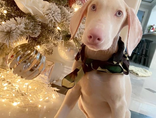 Dachshund Adorable Dachshund Puppies Ready To Go