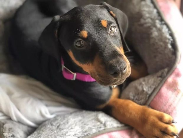 Dachshund Dachshund Puppy For Adoption (TITO)