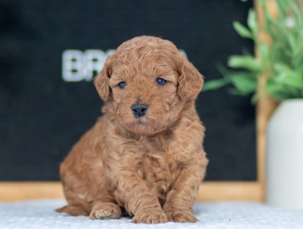 Poodle F1B Mini Goldendoodle Puppies