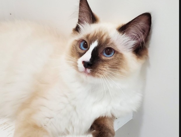 Ragdoll Ragdoll Kitten Male Seal w/Blaze