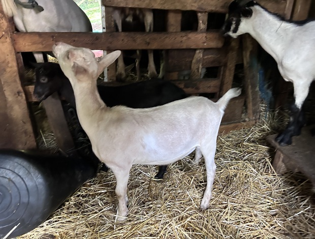 Sheep & Goats Alpine Goats for Sale