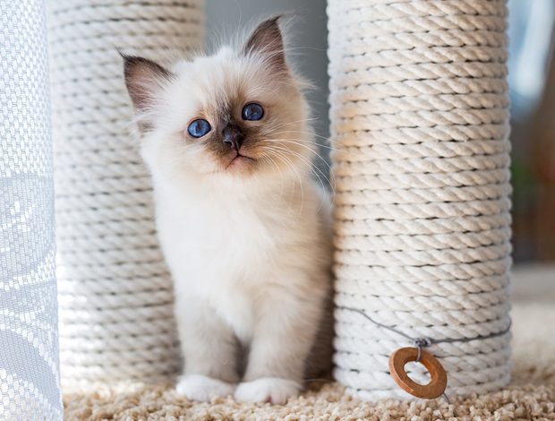 Ragdoll purebred Ragdoll kitten