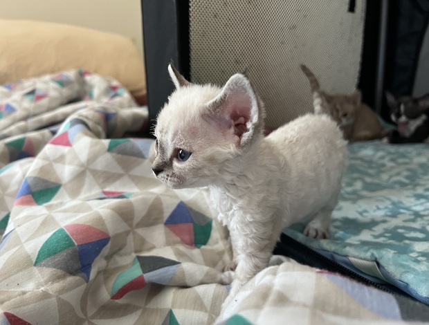 Devon Rex Purebred Devon Rex Kitten