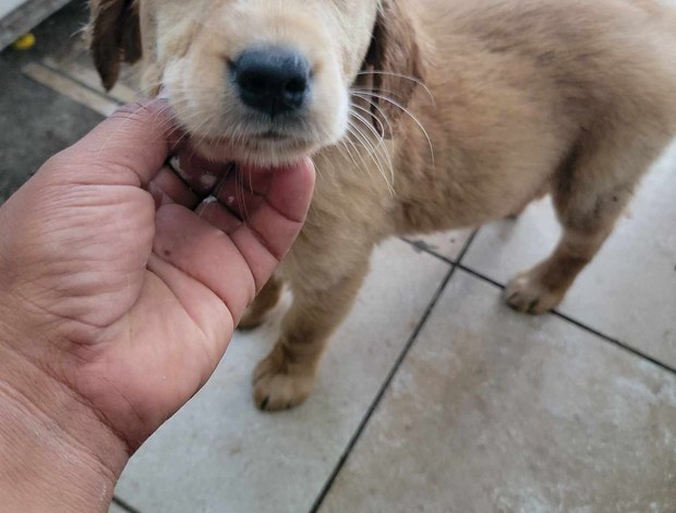 Golden Retriever Golden retriever