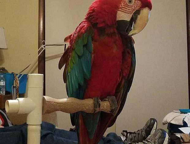 Macaw Green Wing