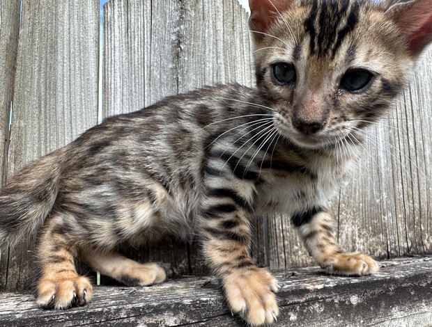 Bengal Brown black spotted bengal kitten