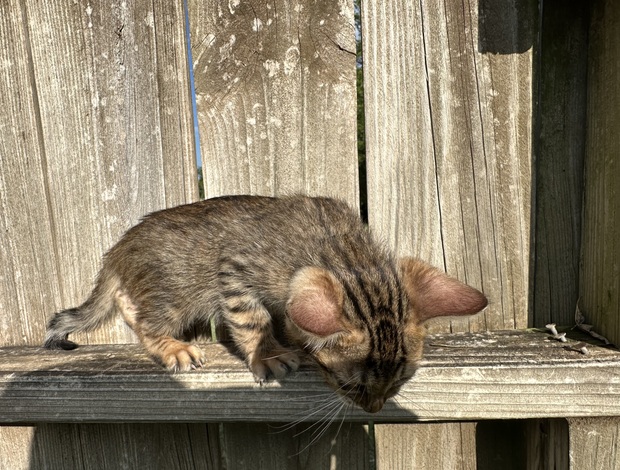 Bengal Brown black spotted bengal kitten