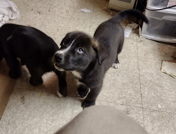 Other Siberian Husky-Chocolate Lab Pups