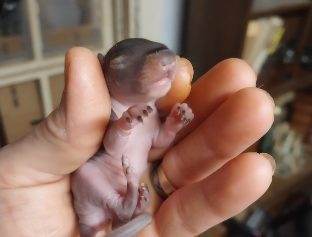Squirrels Baby Grey squirrels for sale