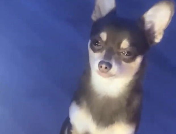 Chihuahua Small Puppy