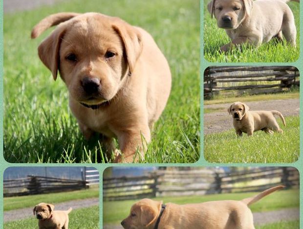 Labrador Retriever AKC Fox Red Puppies